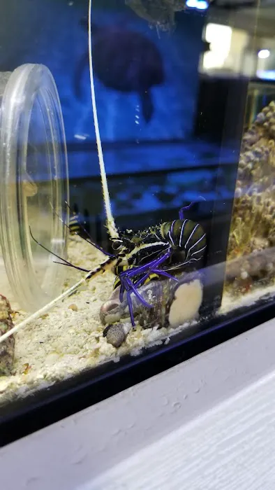 Pet World:Tropical Fish Picture 9