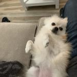 Petco