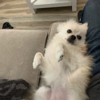 Petco ico
