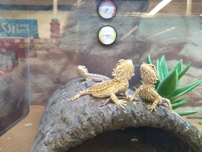 Petco Picture 5