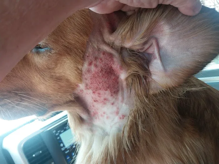 New River Veterinary Hospital Picture 4