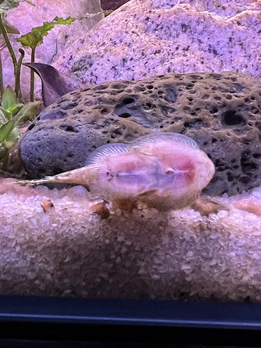 Wet Pets Picture 1