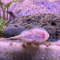 Wet Pets ico