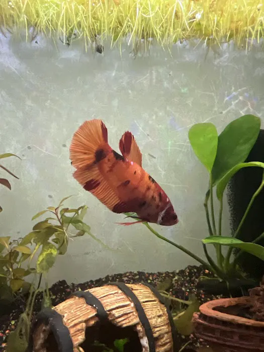 Wet Pets Picture 7