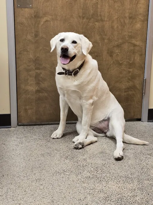 Rio Verde Animal Hospital Picture 4