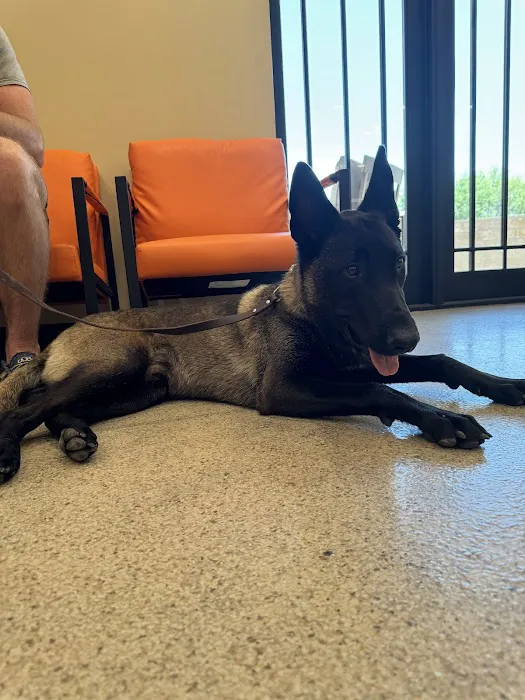 Rio Verde Animal Hospital Picture 6