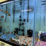 Wow Fish and Pet ( Aquarium )