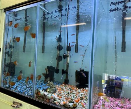 Wow Fish and Pet ( Aquarium )