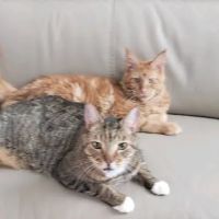 Veterinary Partners PLC ico