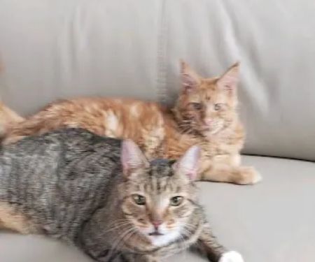 Veterinary Partners PLC
