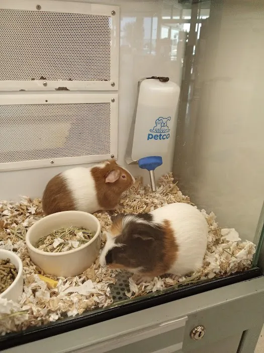 Petco Picture 5