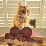 Pet Dental USA