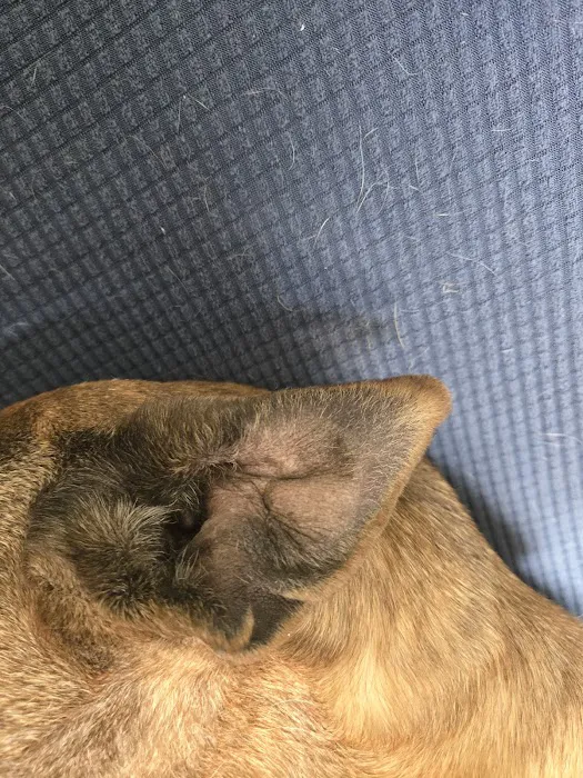 Market Street Pet Hospital Picture 6