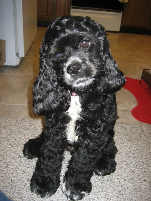 Market Street Pet Hospital Picture 7