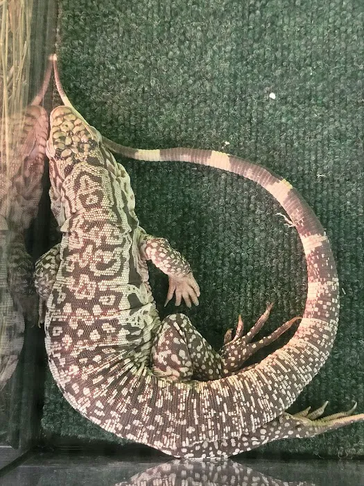 Victor valley pet store Picture 8