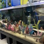 THE PET SHOP