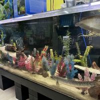 THE PET SHOP ico
