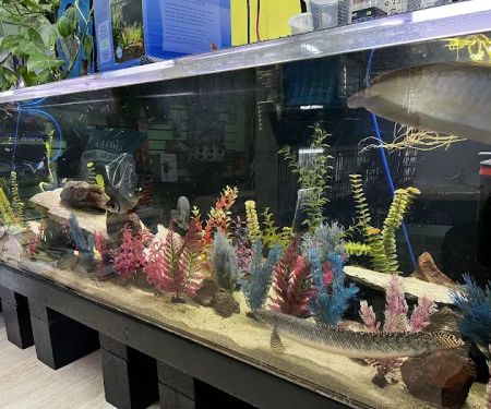 THE PET SHOP
