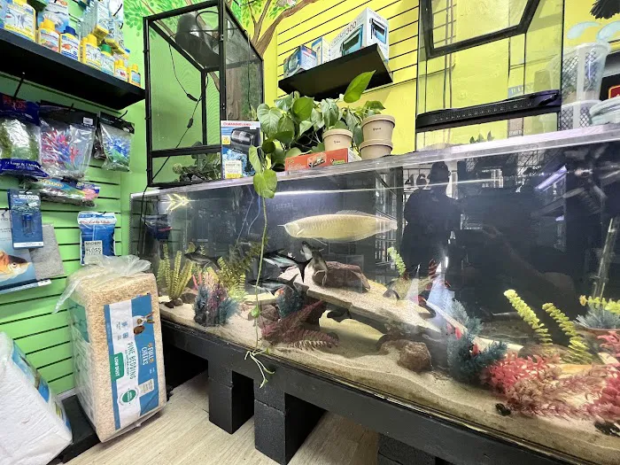 THE PET SHOP Picture 4