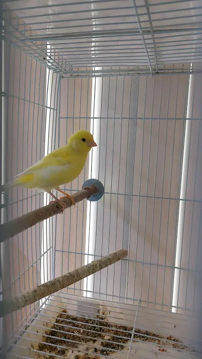 THE PET SHOP Picture 3