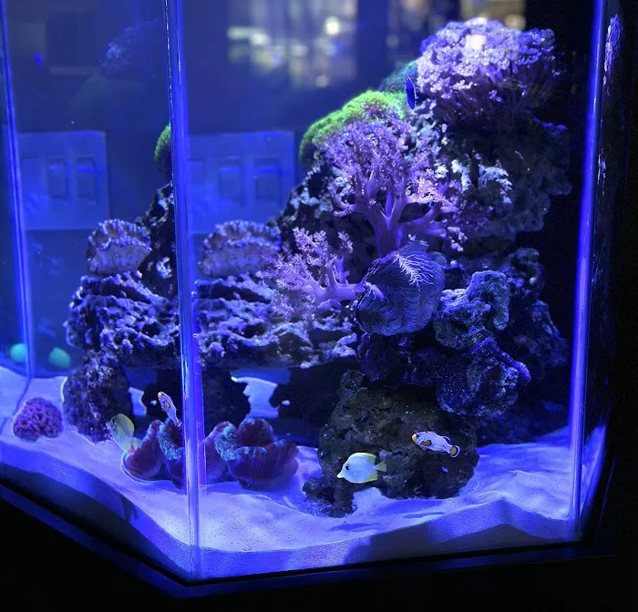 Sea Otter Fish Picture 2