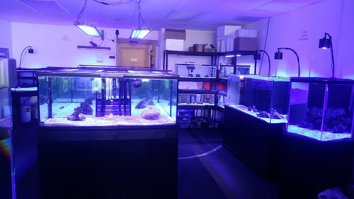 Sea Otter Fish Picture 6