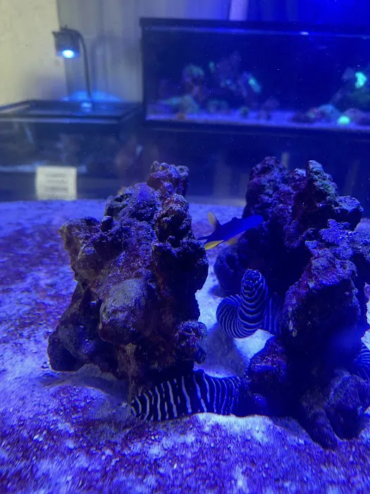 Sea Otter Fish Picture 5
