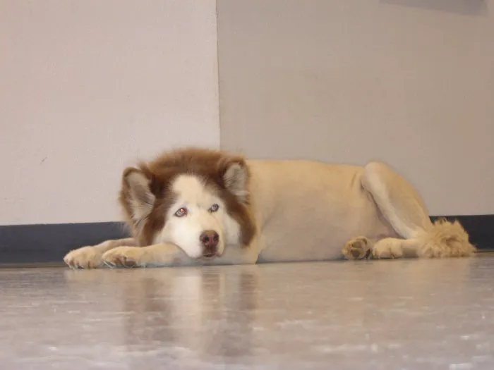 VCA Apache Junction Animal Hospital Picture 3