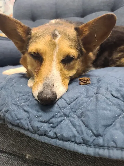 VCA Apache Junction Animal Hospital Picture 4