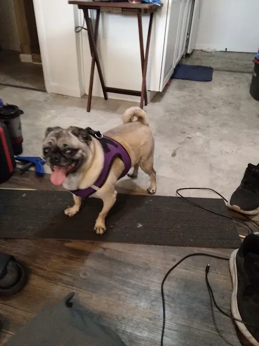 VCA Apache Junction Animal Hospital Picture 1