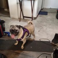 VCA Apache Junction Animal Hospital ico