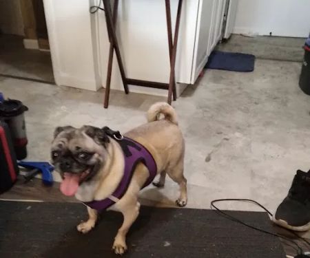 VCA Apache Junction Animal Hospital