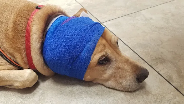 VCA Apache Junction Animal Hospital Picture 6