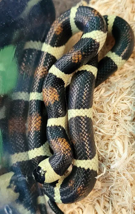 Rog Reptiles Picture 3