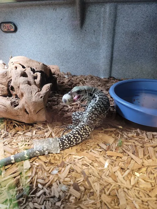 Rog Reptiles Picture 7