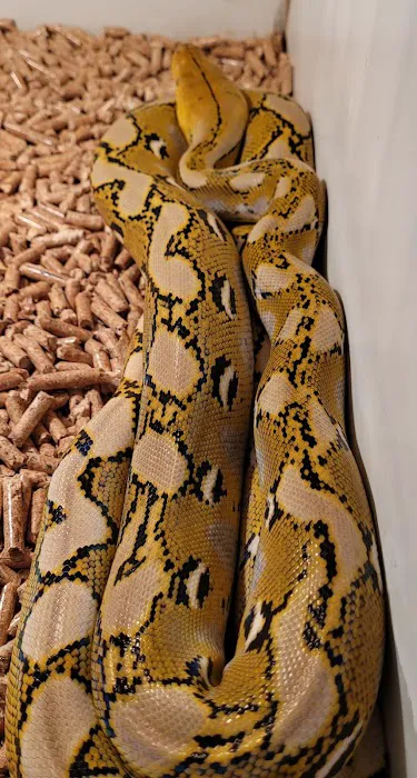 Rog Reptiles Picture 5