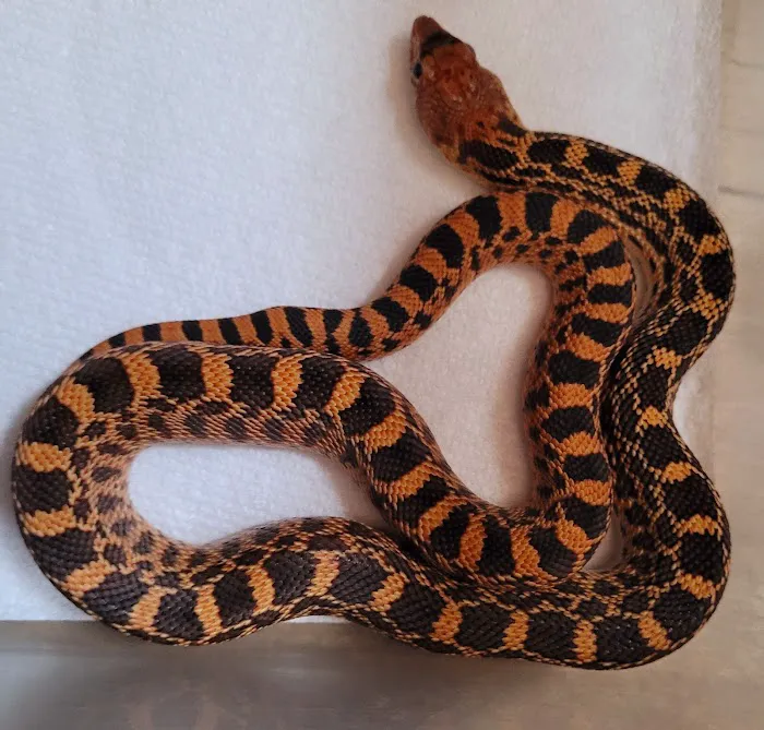 Rog Reptiles Picture 8