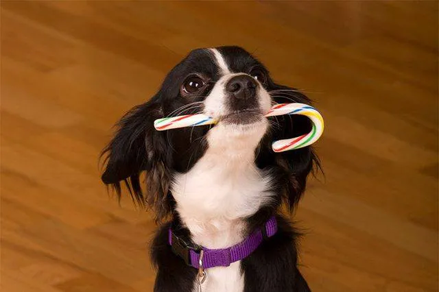 Arizona Spay & Neuter Clinic - Mesa (formerly Agape Animal Clinic) Picture 2