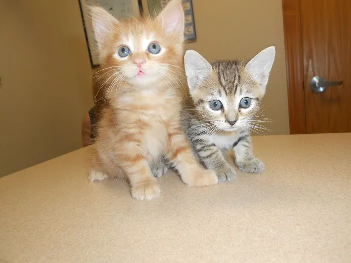 Arizona Spay & Neuter Clinic - Mesa (formerly Agape Animal Clinic) Picture 9
