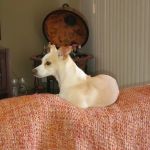 Banfield Pet Hospital