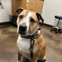 Augusta Ranch Animal Hospital ico