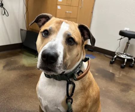 Augusta Ranch Animal Hospital
