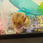 Petco