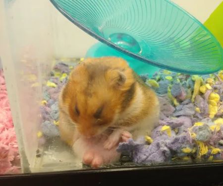 Petco