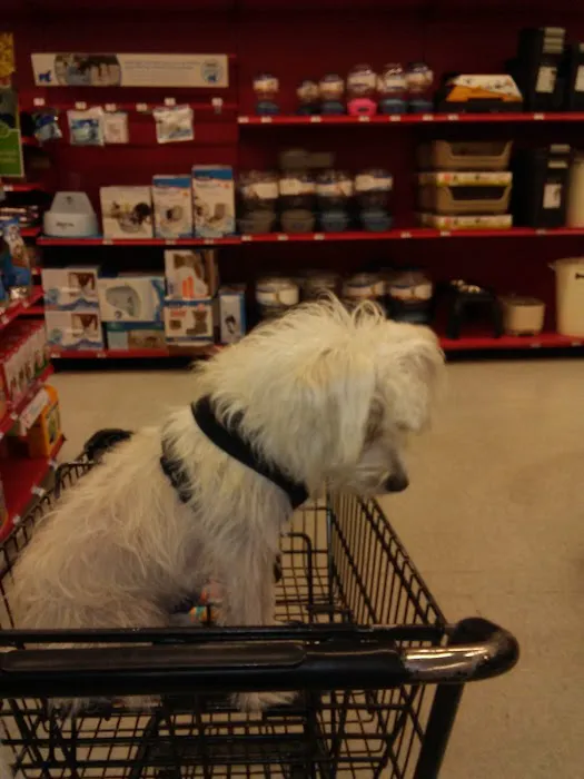 Petco Picture 9