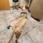 Lovet Pet Health Care - Signal Butte