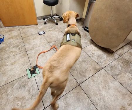 Lovet Pet Health Care - Signal Butte