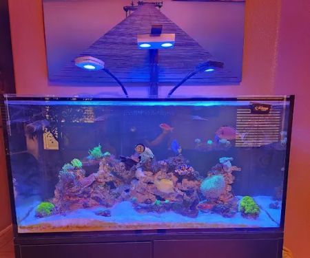 Ocean Aquatics