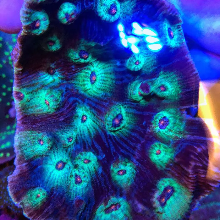 Ocean Aquatics Picture 7