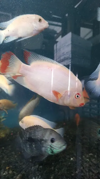 Tropical Fish and Feed Picture 1